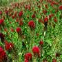 Crimson Clover (Trifolium incarnatum): A European clover that may have been planted by Cal Trans to control erosion.